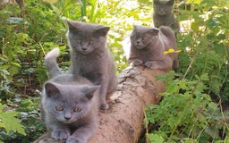 British Shorthair cats for sale: British shorthair kittens😻 - Image 15
