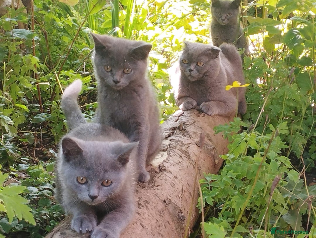 British Shorthair cats for sale: British shorthair kittens😻 - Image 15