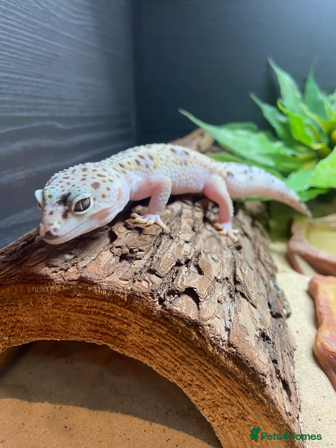 Leopard Gecko reptiles for sale: Super mac snow Leopard Gecko in Dorking - Advert 5