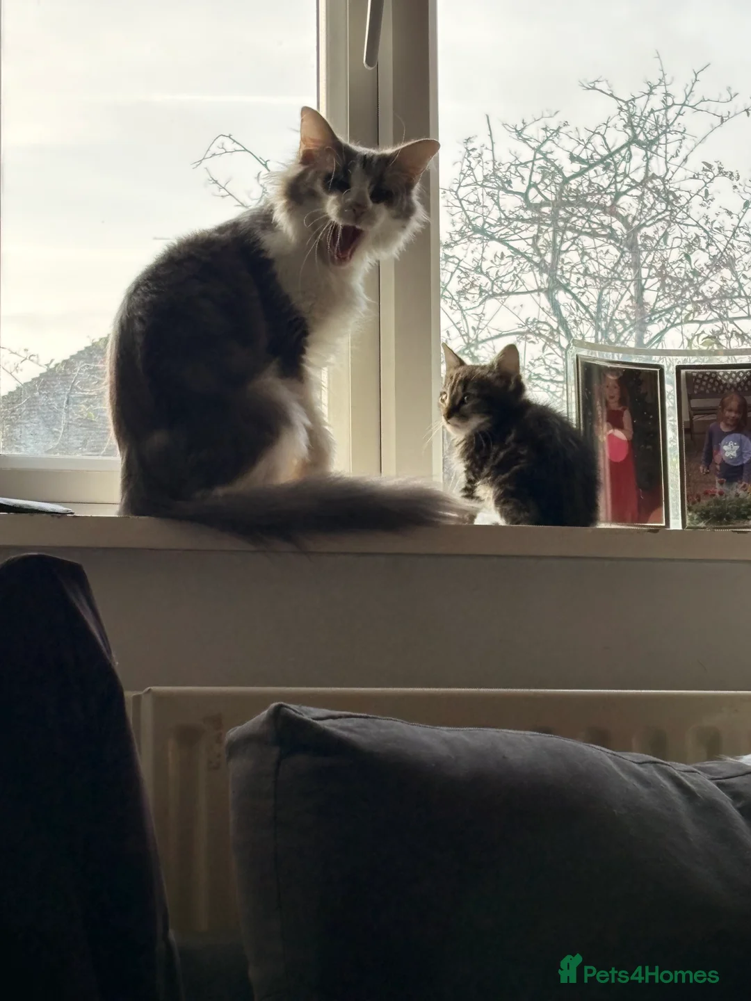 Mixed Breed cats for sale: Half bengal and Norwegian forest cat in Worcester Park - Advert 2