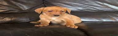 Labrador Retriever 6
