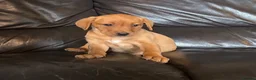 Labrador Retriever dogs for sale: Fox Red labrador Puppies For Sale in Bala - Advert 14