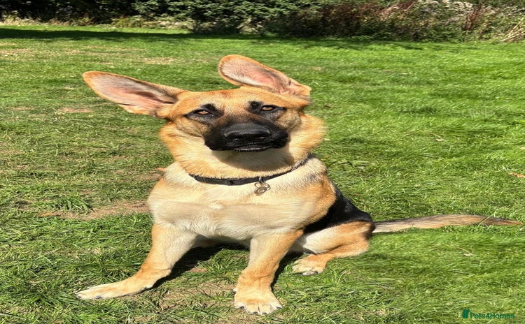 German Shepherd dogs - Advert 5