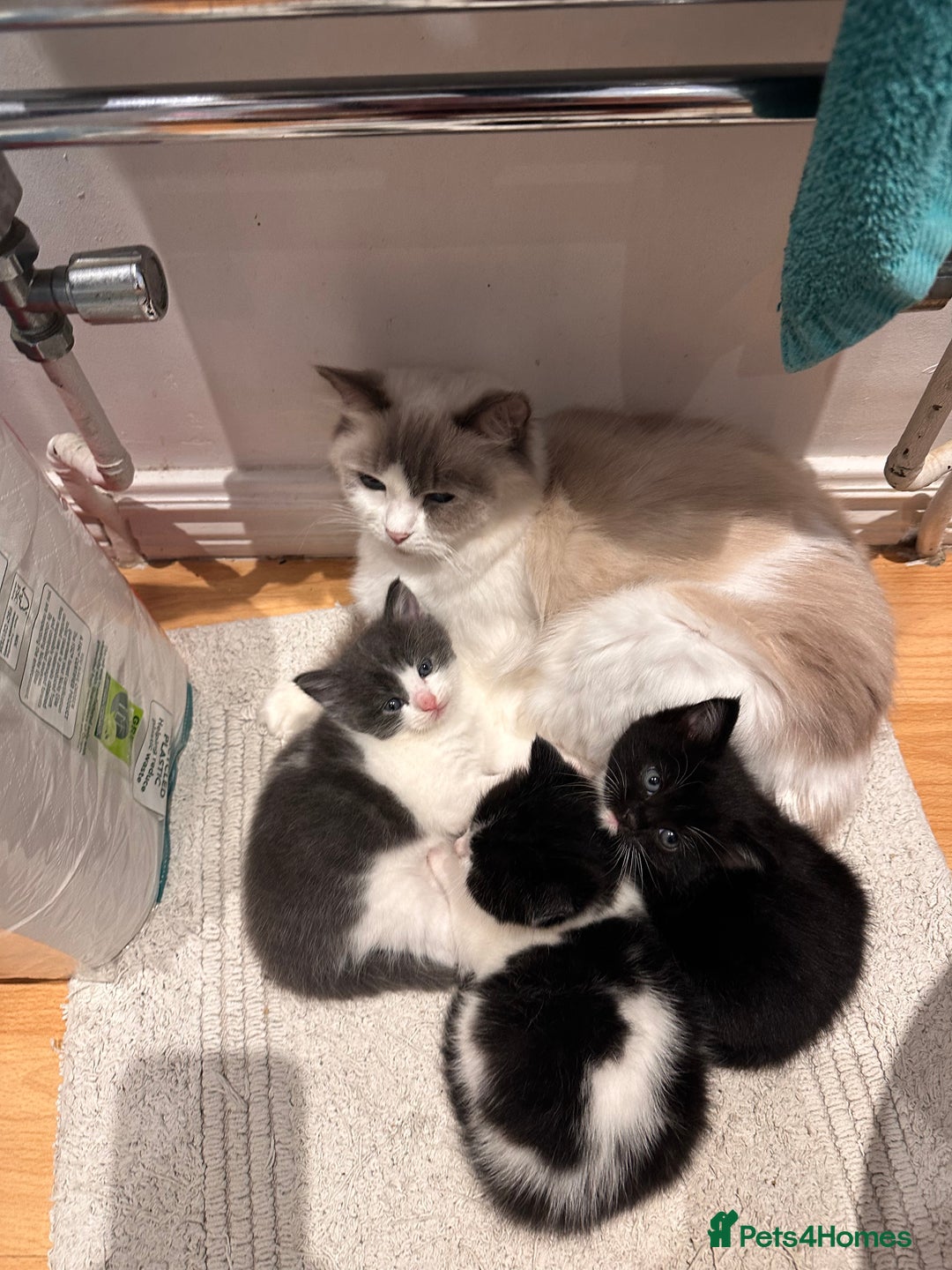 RagaMuffin cats for sale: Three Adorable Male Kittens  - Advert 1