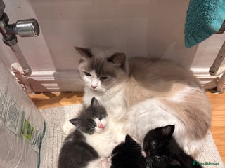 RagaMuffin cats Three Adorable Male Kittens - Advert 2