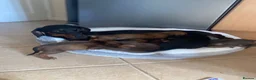 Dachshund dogs for sale: Beautiful Dachshund puppies for sale  - Advert 1