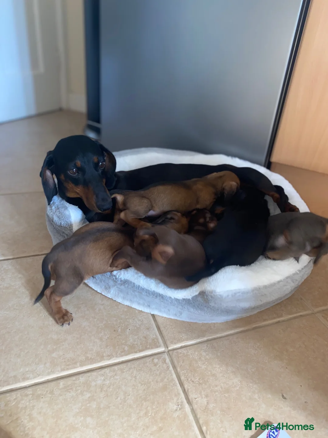 Dachshund dogs for sale: Beautiful Dachshund puppies for sale  - Advert 1