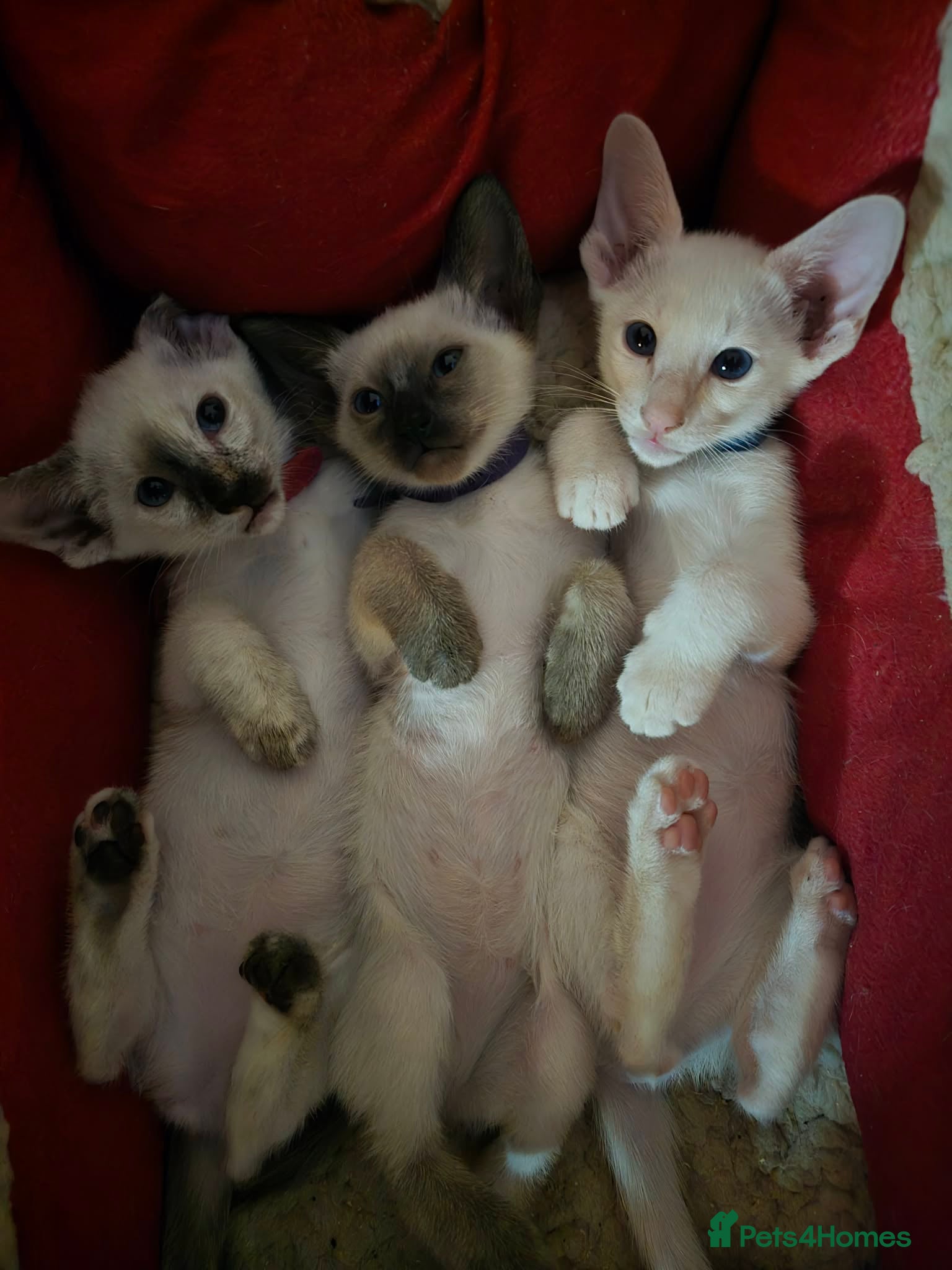 Siamese cats Adorable fur babies - Advert 3