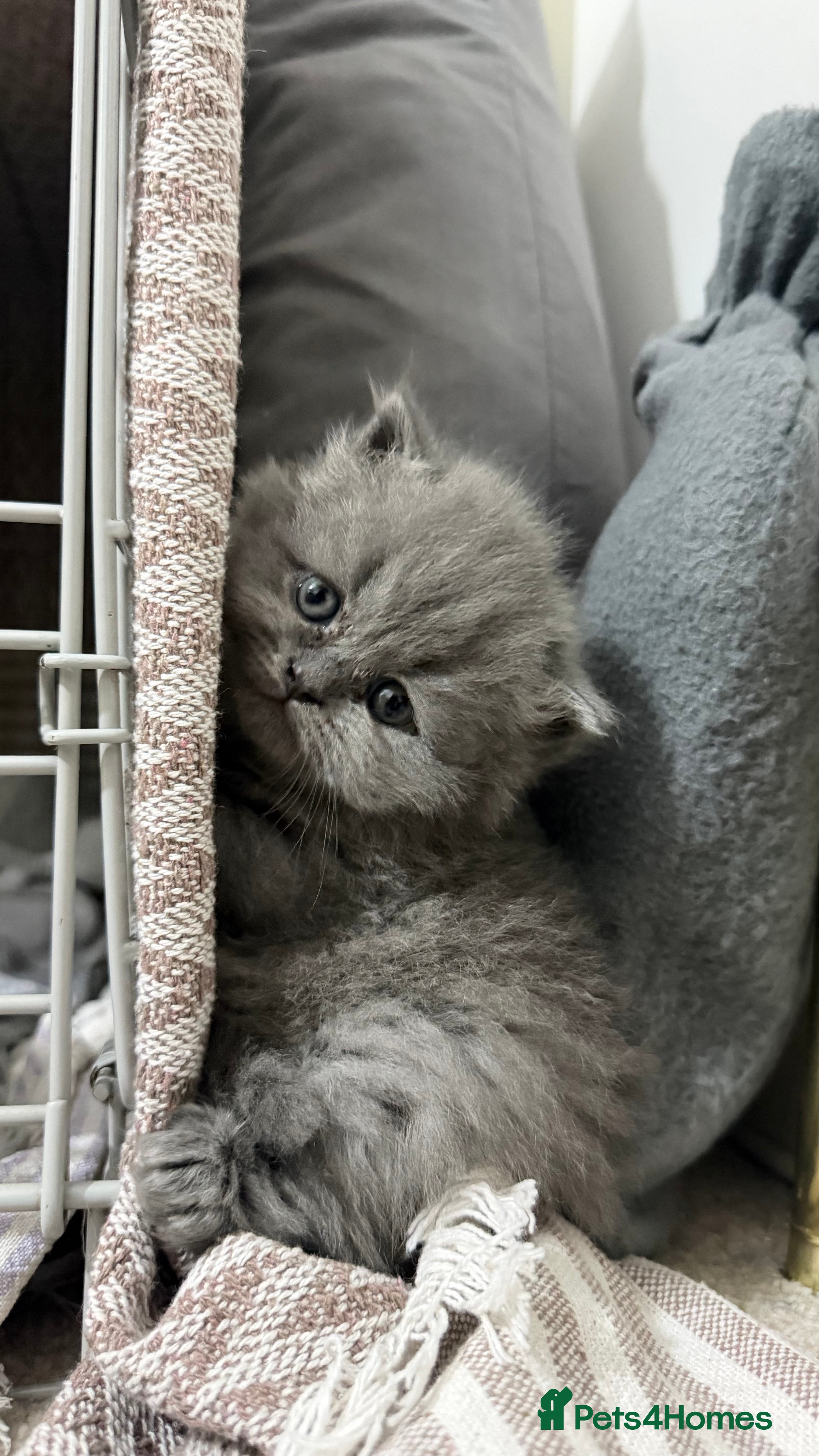 British Shorthair cats 3 adorable BSH 2 boys and a girl - Advert 1