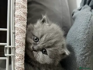 British Shorthair cats 3 adorable BSH 2 boys and a girl - Advert 1