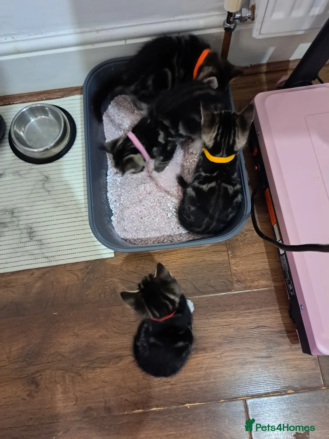 Mixed Breed cats for sale: Kittens  - Advert 8