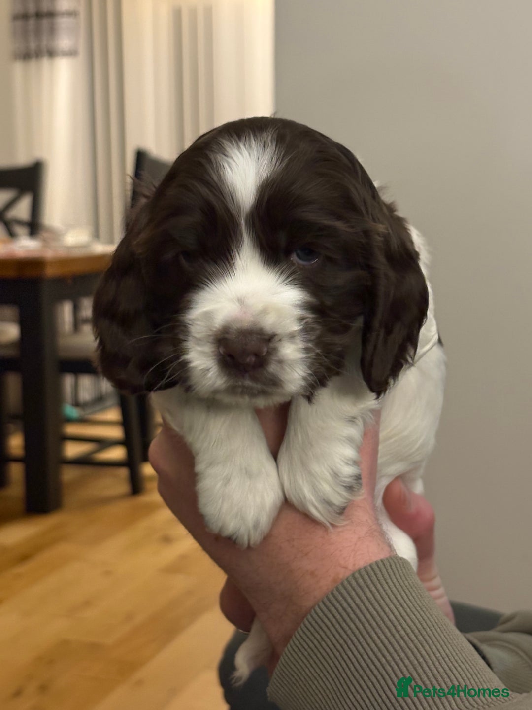 Cocker Spaniel dogs for sale: 3 cocker spaniel puppies for sale  - Advert 2