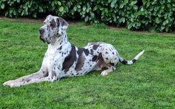 Great Dane dogs for stud: KC Reg - Proven, health tested stud  in Wisbech - Image 3