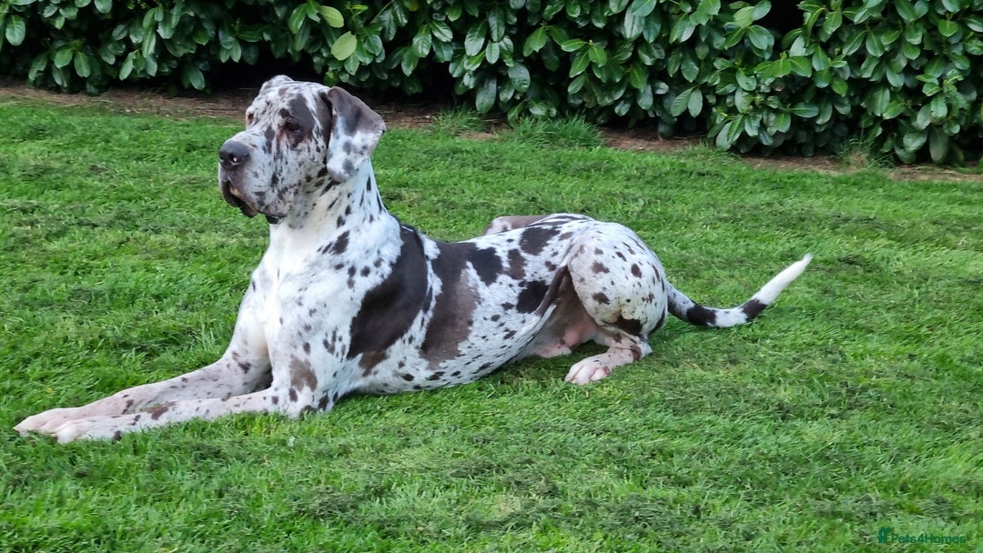 Great Dane dogs for stud: KC Reg - Proven, health tested stud  in Wisbech - Image 3
