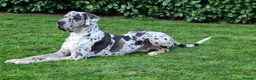 Great Dane dogs for stud: KC Reg - Proven, health tested stud  in Wisbech - Advert 3