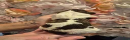 English Springer Spaniel dogs for sale: Beautiful English Springer spaniel pups - Advert 13