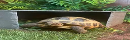 Tortoise reptiles for sale: Female Horsefield tortoise  in Halifax - Advert 1