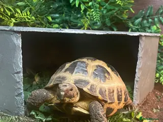 Tortoise reptiles Female Horsefield tortoise - Advert 7