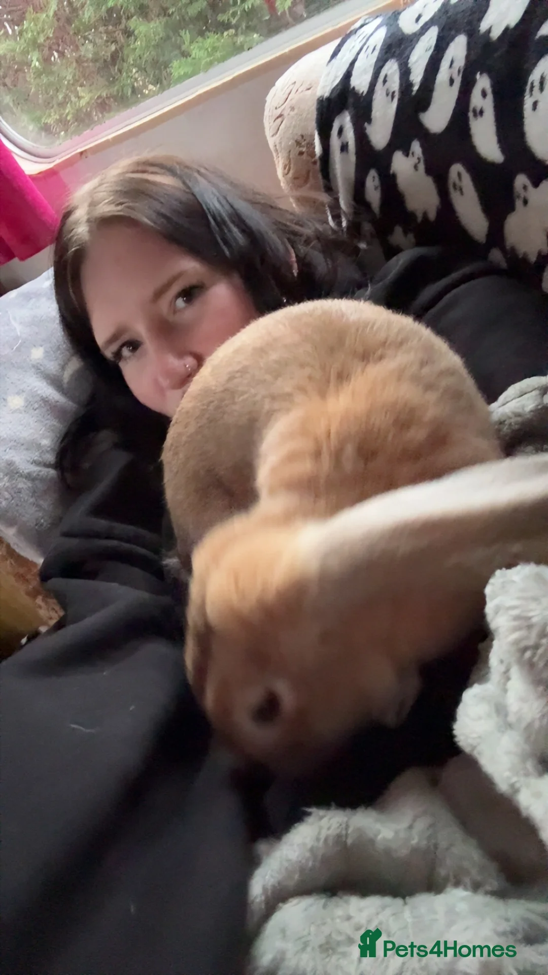 Mixed Breed rabbits for sale: Beautiful bunny  in Immingham - Advert 2