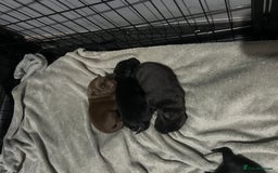 Mixed Breed dogs for sale: Staffrador puppies - Image 2
