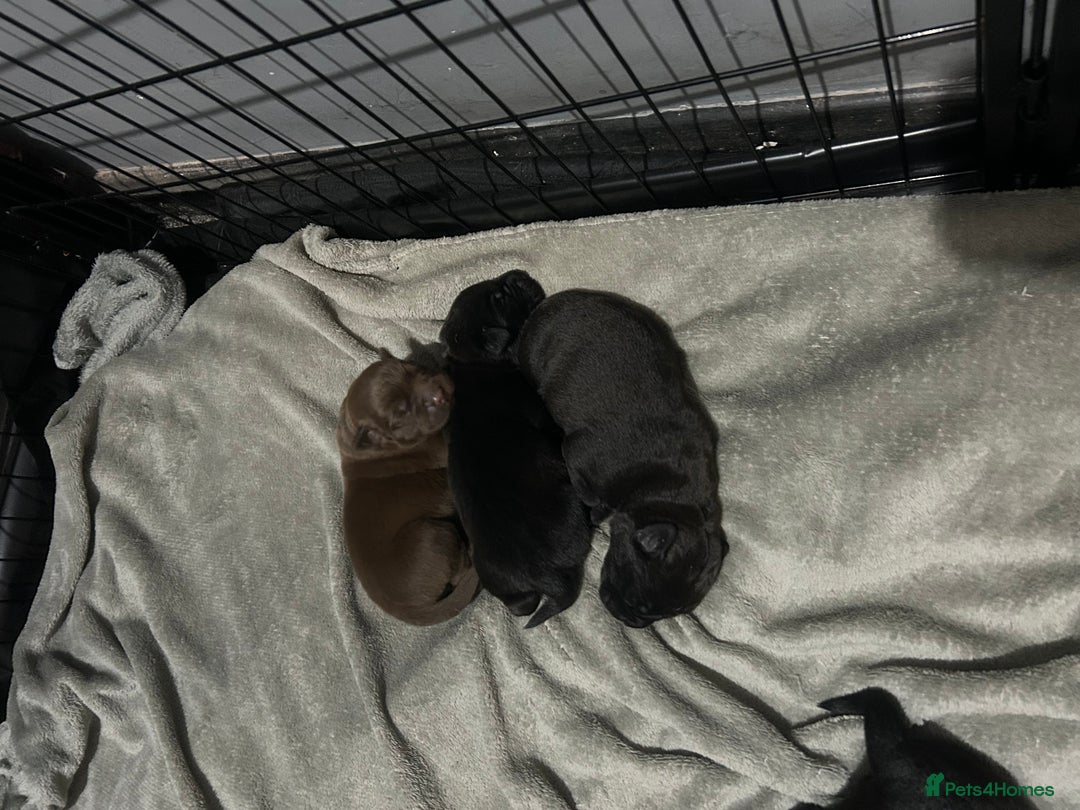 Mixed Breed dogs for sale: Staffrador puppies - Image 2