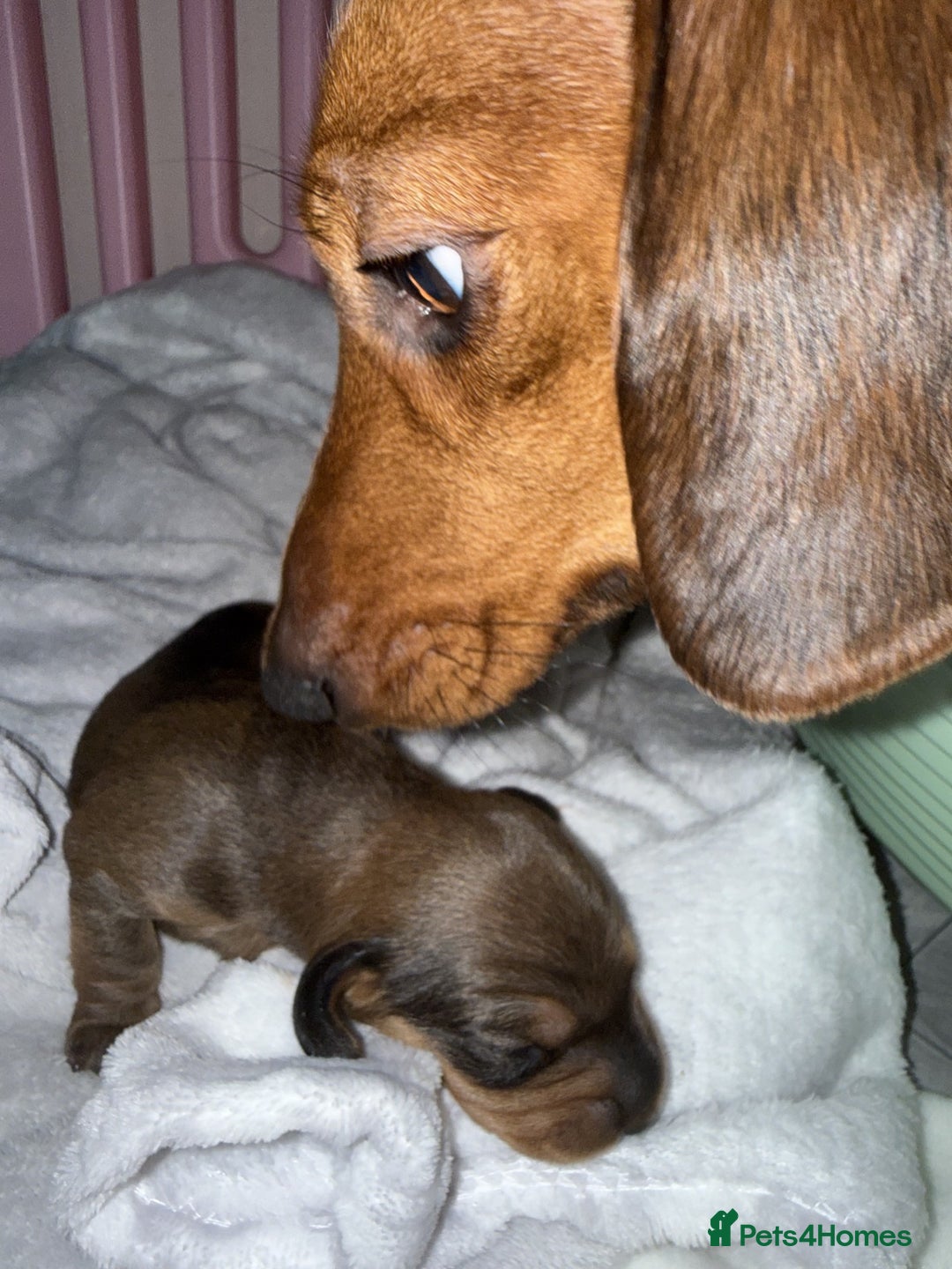 Miniature Dachshund dogs for sale: Mini Dachshund Puppies - Advert 4