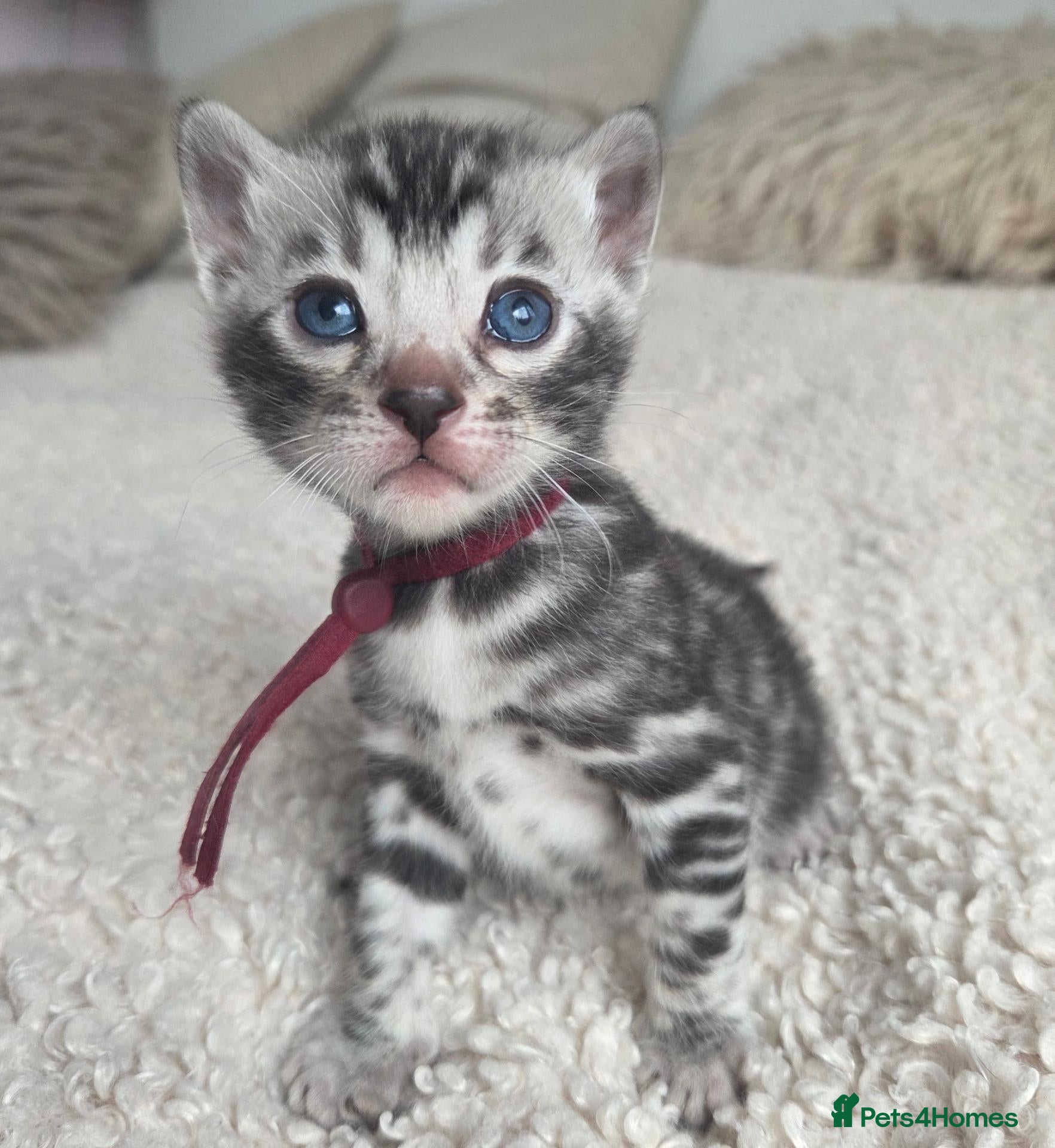Bengal cats for sale:  Purebred TICA Registered 4 Bengal Kittens 🐾 - Advert 1