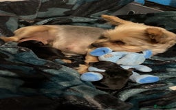 Yorkshire Terrier dogs for sale: Mini toy  Yorkshire Terrier's  - Image 3