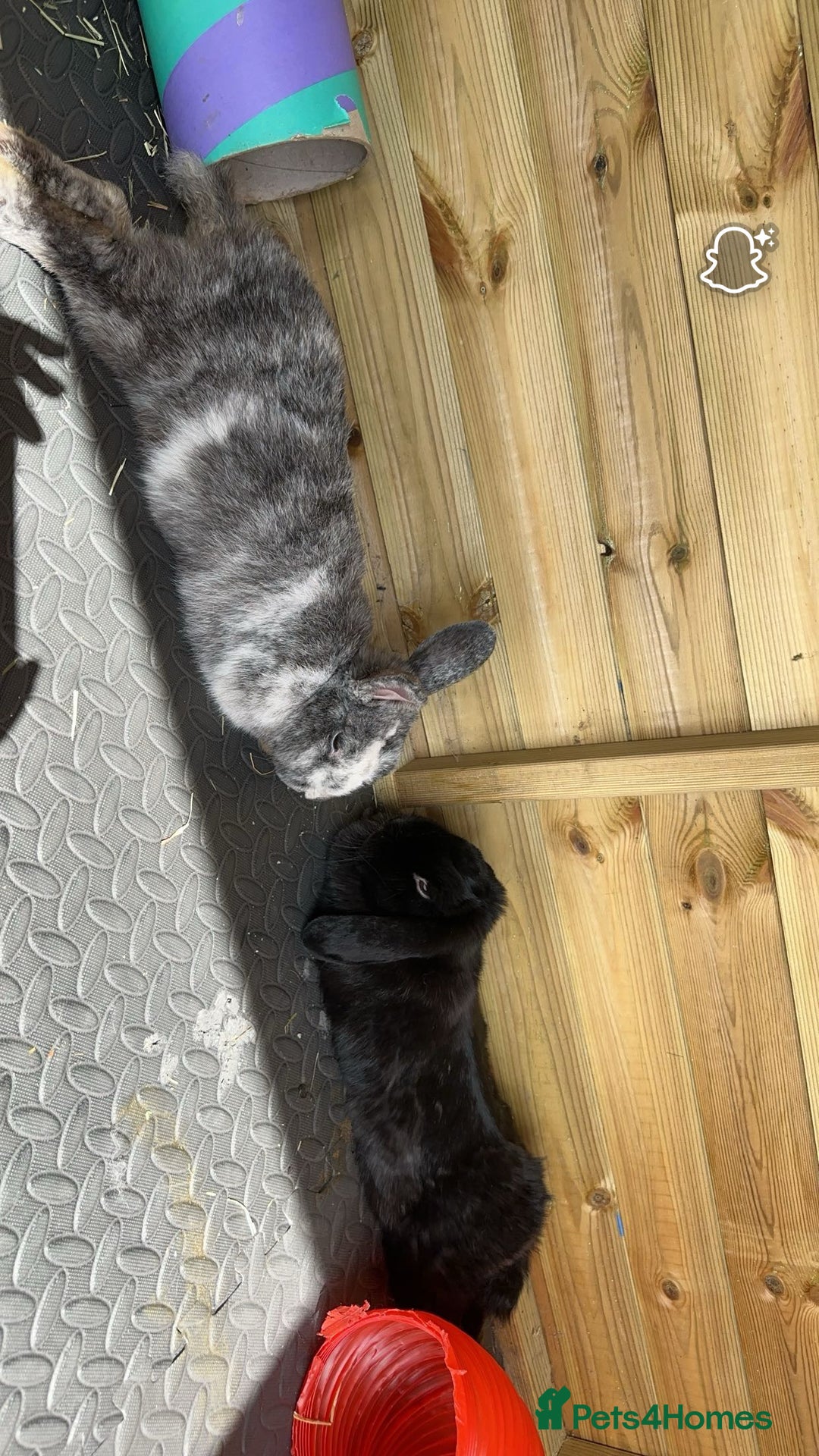 Mini Lop rabbits for sale: 2 rabbits for sale - Image 3