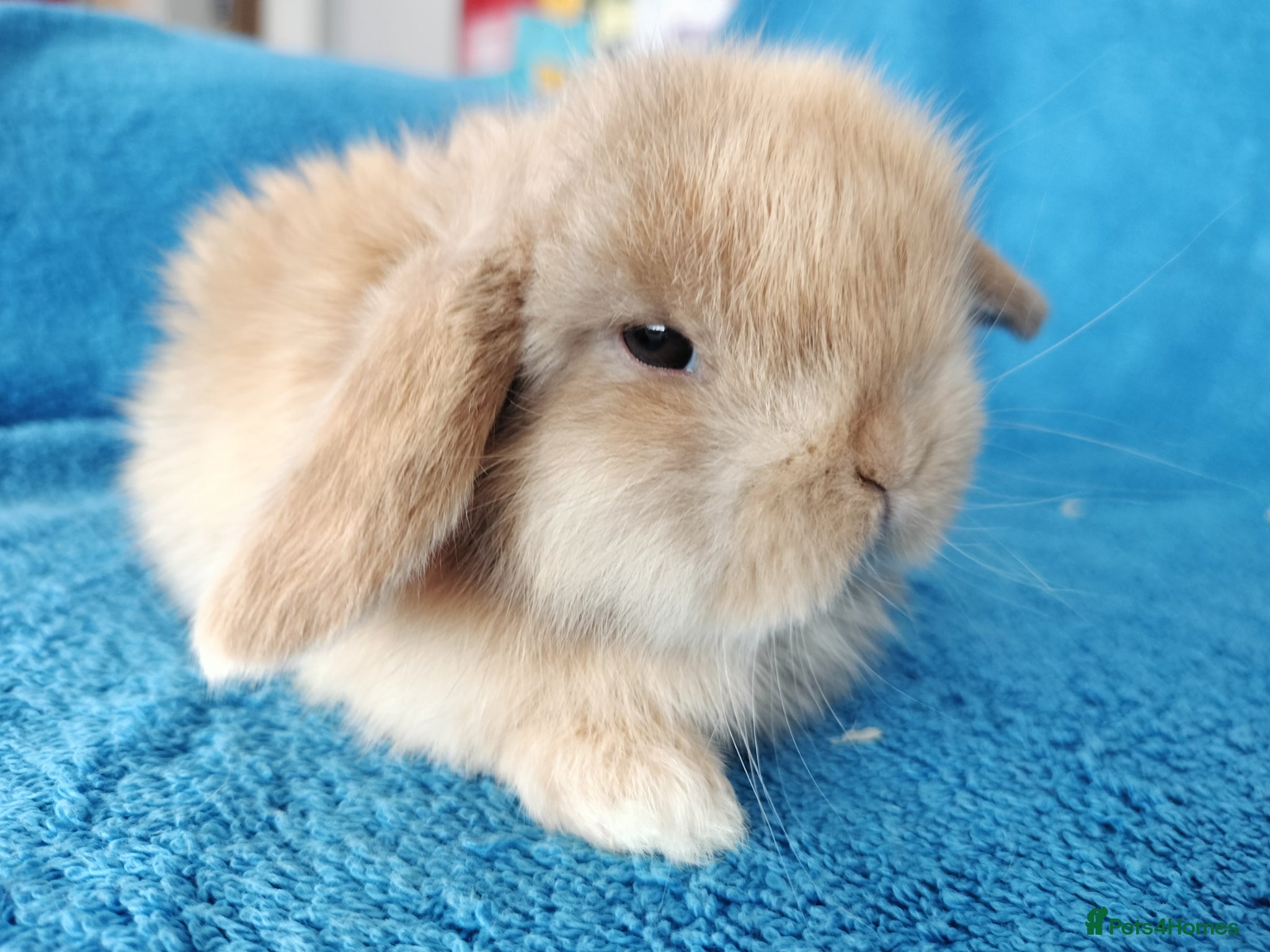 Mini Lop rabbits Baby mini lops for sale  - Advert 3