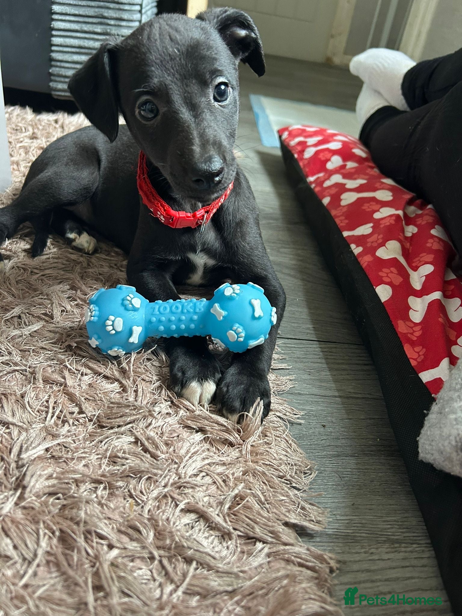 Whippet dogs Beautiful KC registered Whippet puppies  - Advert 2