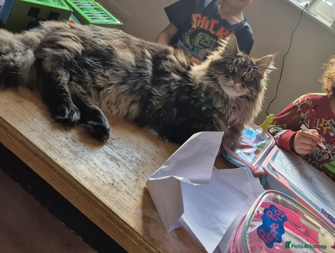 Maine Coon cats for stud: PROVEN XL MAINE COON STUD in Tamworth - Advert 5