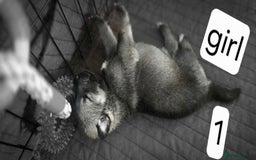 Mixed Breed dogs for sale: Northern Inuit cross American akita  - Image 4