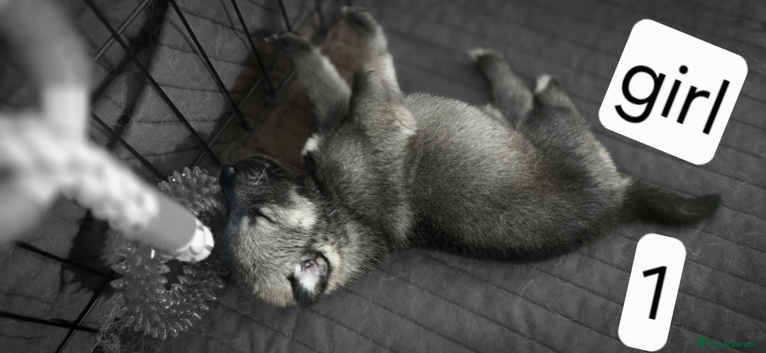 Mixed Breed dogs for sale: Northern Inuit cross American akita  - Image 4