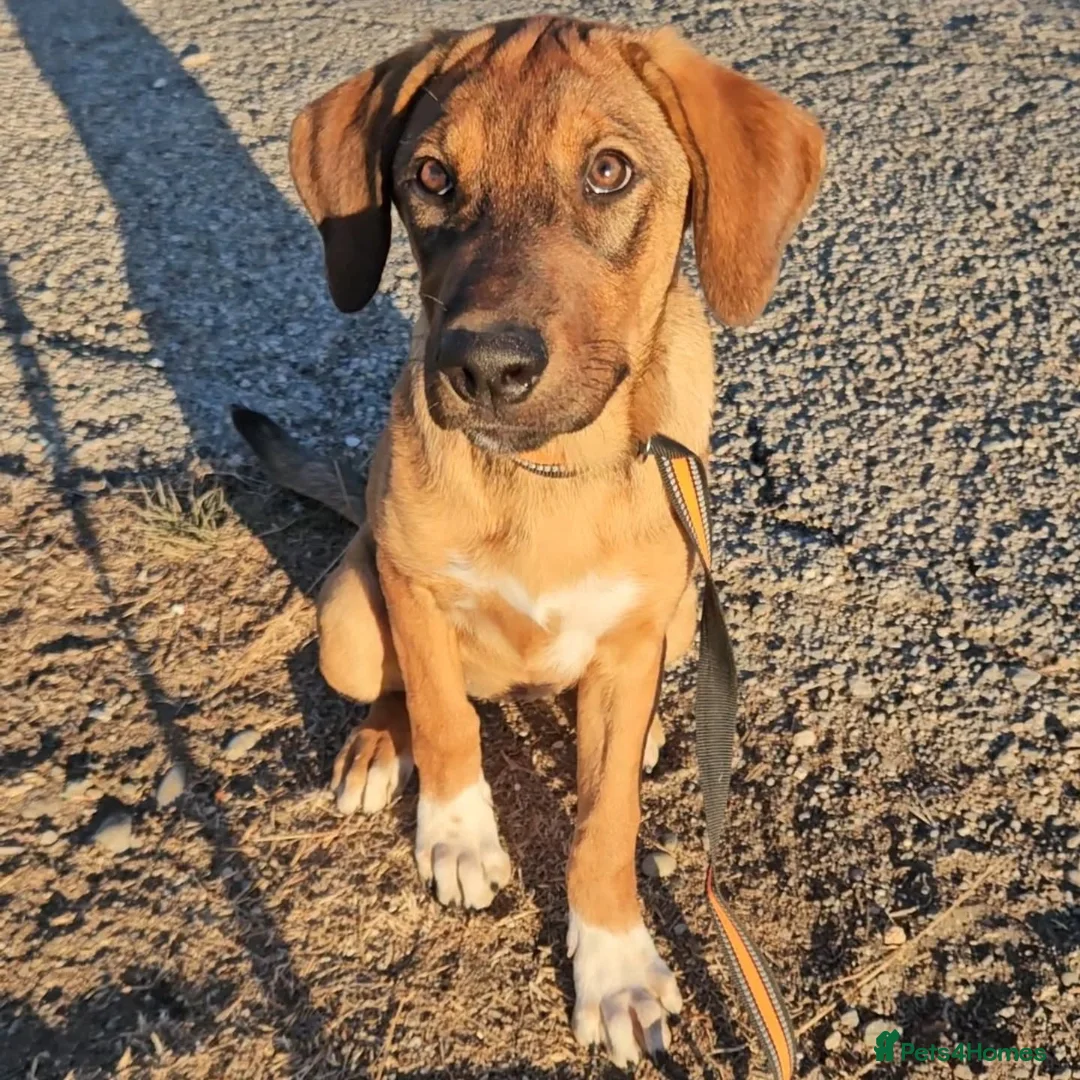 Mixed Breed dogs for adoption: Ira is looking for her forever home in Dunmow - Advert 9