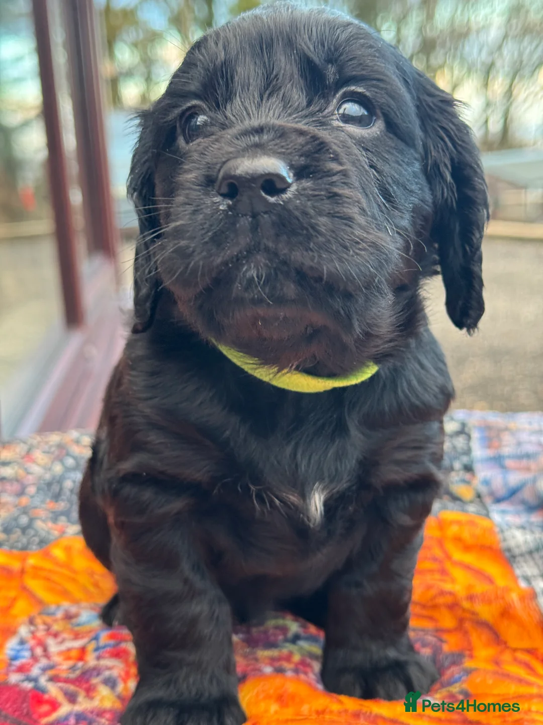 Cocker Spaniel dogs for sale: A gorgeous litter of WCS - Advert 14