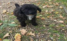Poochon dogs for sale:  F1b poochon pups health tested parents licensed  - Image 5