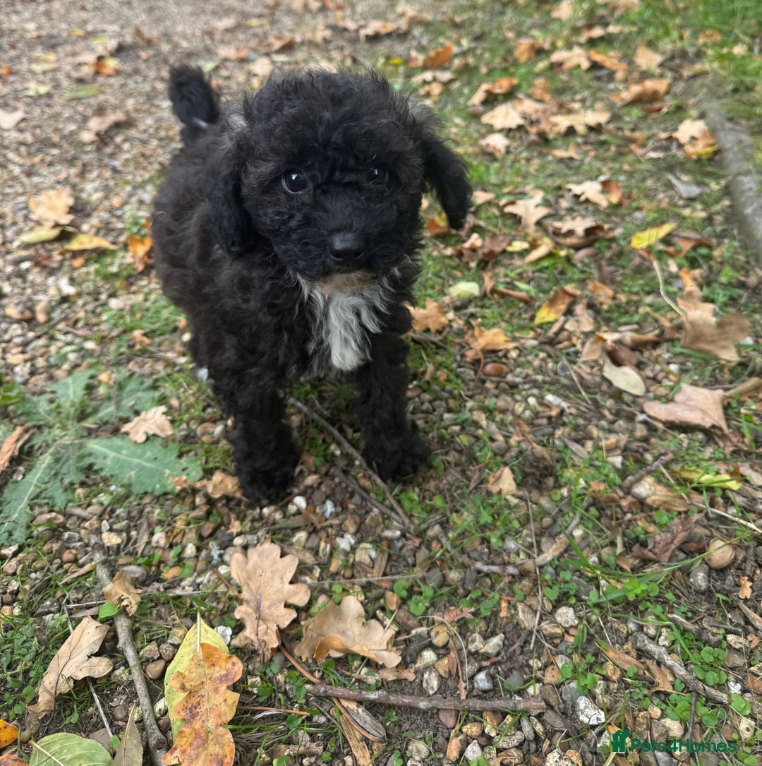 Poochon dogs for sale:  F1b poochon pups health tested parents licensed  - Image 5