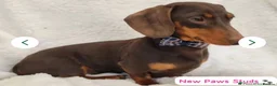 Miniature Dachshund dogs for sale: Kc reg miniature dachshunds puppies  - Advert 9