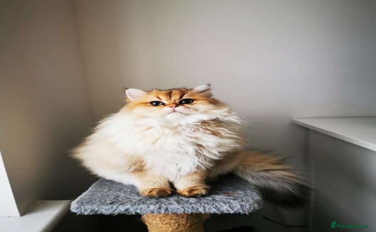 British Longhair cats - Advert 1