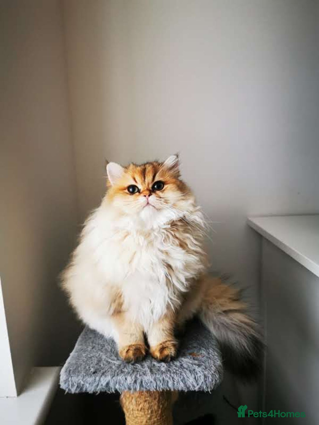 British Longhair cats for sale: Beautiful British Longhair - Image 1