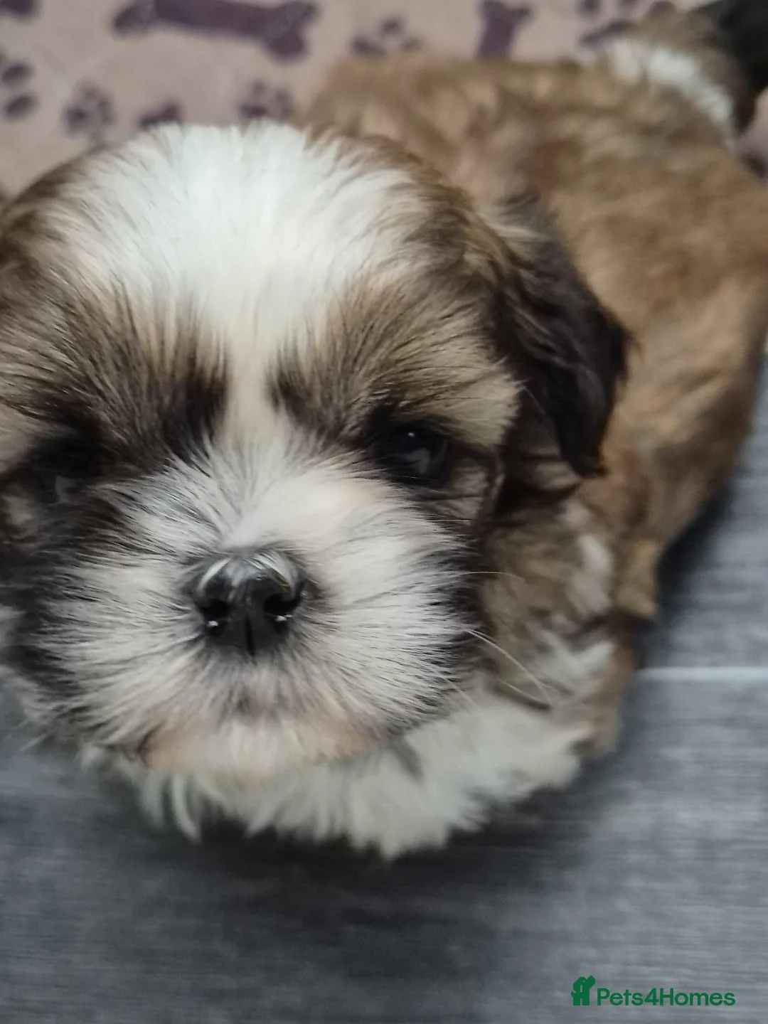 Shih Tzu dogs for sale: Shih Tzu puppies - Advert 4