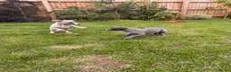 Whippet dogs for sale: KC Registered Whippets  in Huntingdon - Advert 5