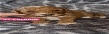 Female 2 