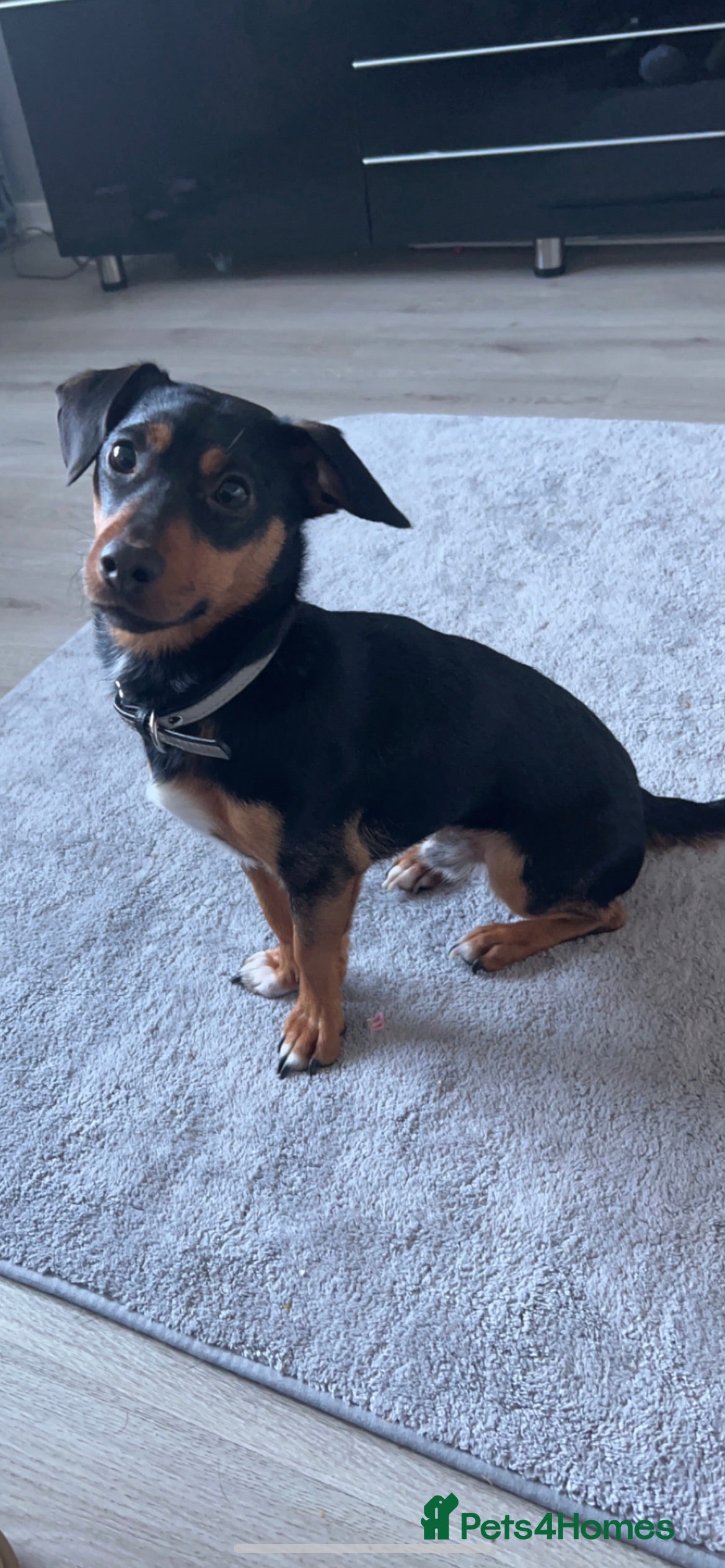 Jack Russell dogs Proven Jack Russell Stud in Aberdeen - Advert 2