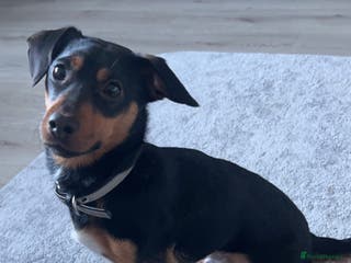 Jack Russell dogs Proven Jack Russell Stud in Aberdeen - Advert 2