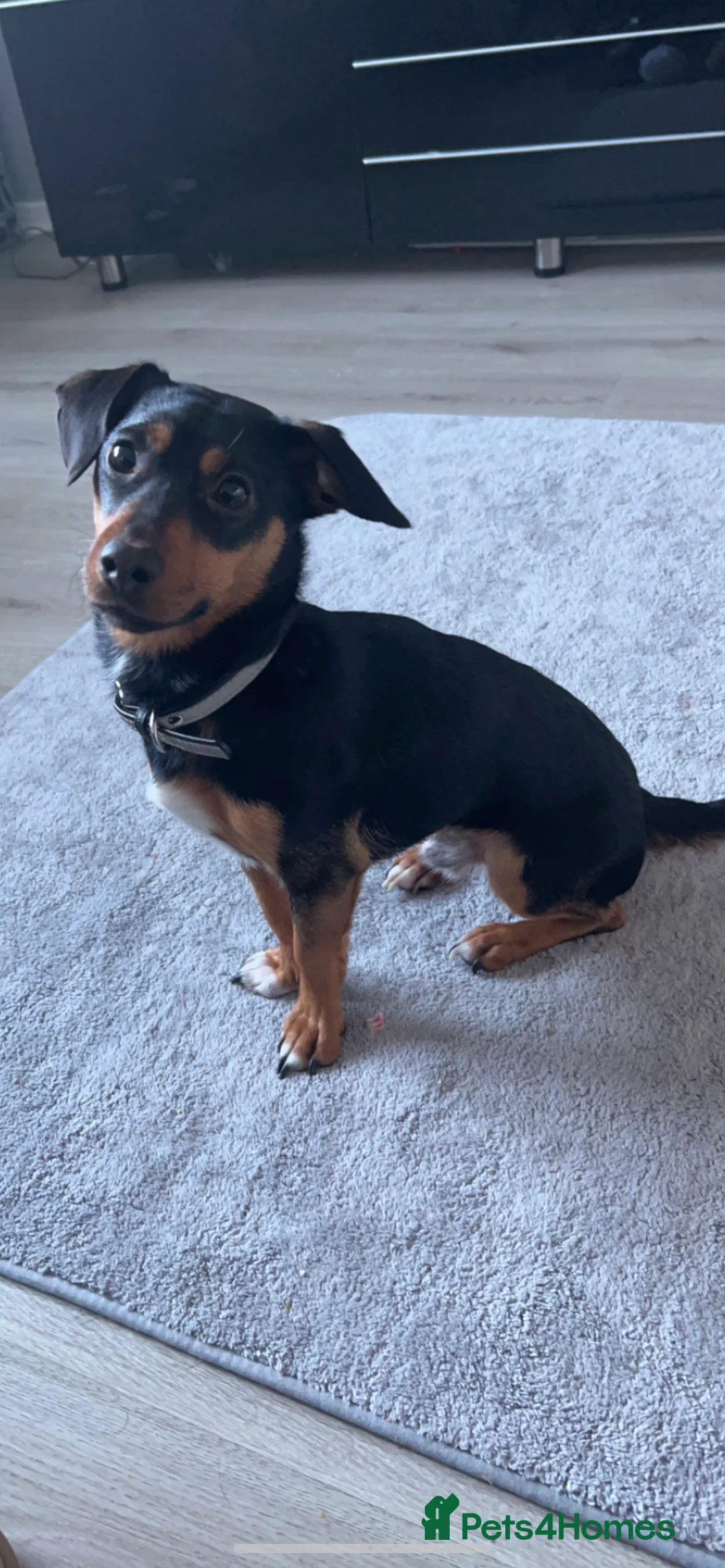 Jack Russell dogs for stud: Proven Jack Russell Stud in Aberdeen - Advert 1