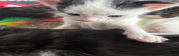 Mixed Breed cats for sale: Black and white Kittens  - Advert 6