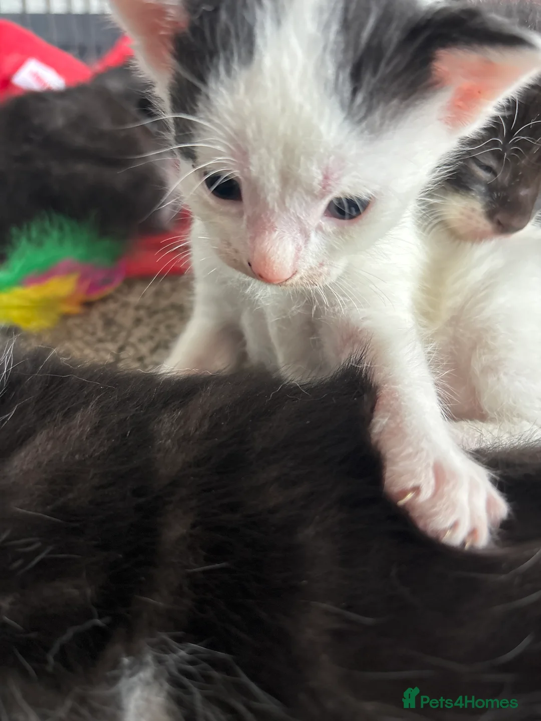 Mixed Breed cats for sale: Black and white Kittens  - Advert 6