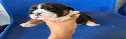 English Bulldog dogs for stud: Fluffy English bulldog for stud  - Advert 2
